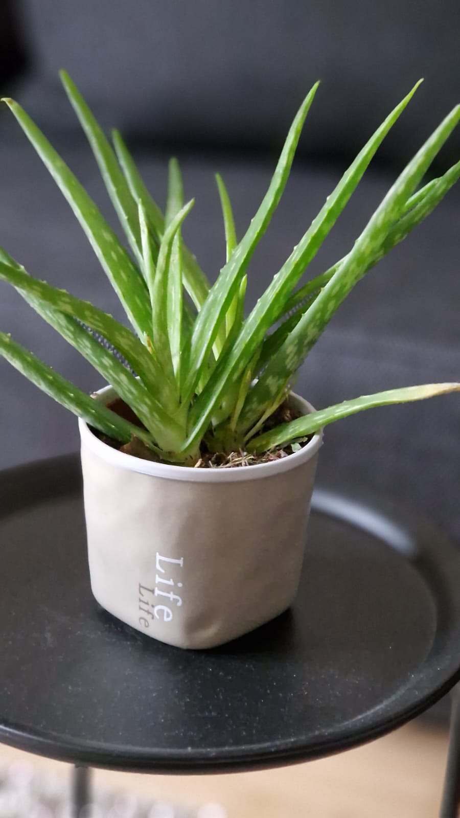 Ferienwohnung Arlett, Dresden, Detail